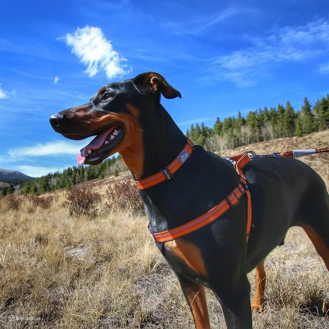Pet K9 Explorer Reflective Adjustable Dog Collar - Comfortable Collar for the Outdoors - Durable, Lightweight Accessory with Side-Release Buckle - Berry, 5/8" X 8-12"