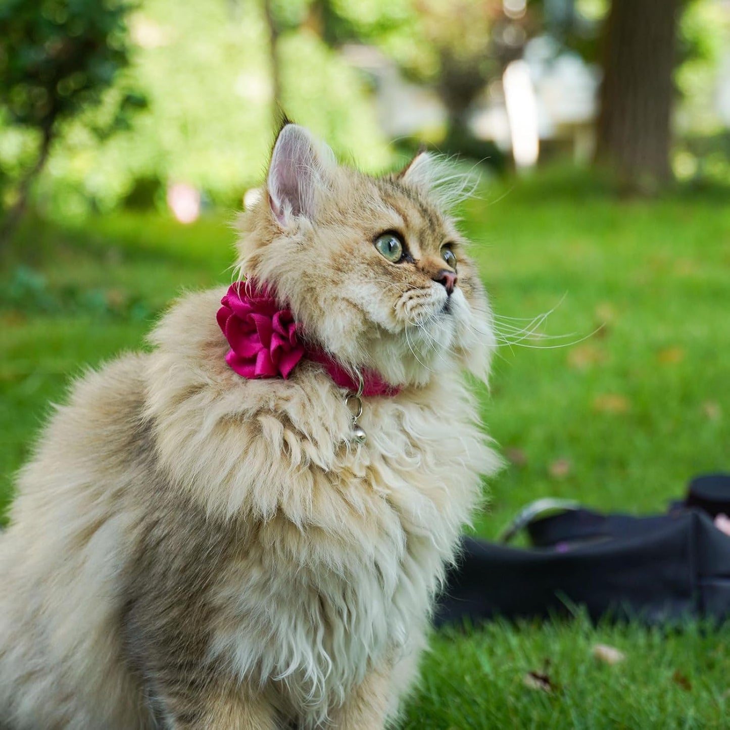 2 Pack Cat Collar Floral with Bell and Removable Flower Bowtie Breakaway Adjustable Velvet Fabric Cat Collar for Pets and Daily Decoration，Hot Pink & Purple