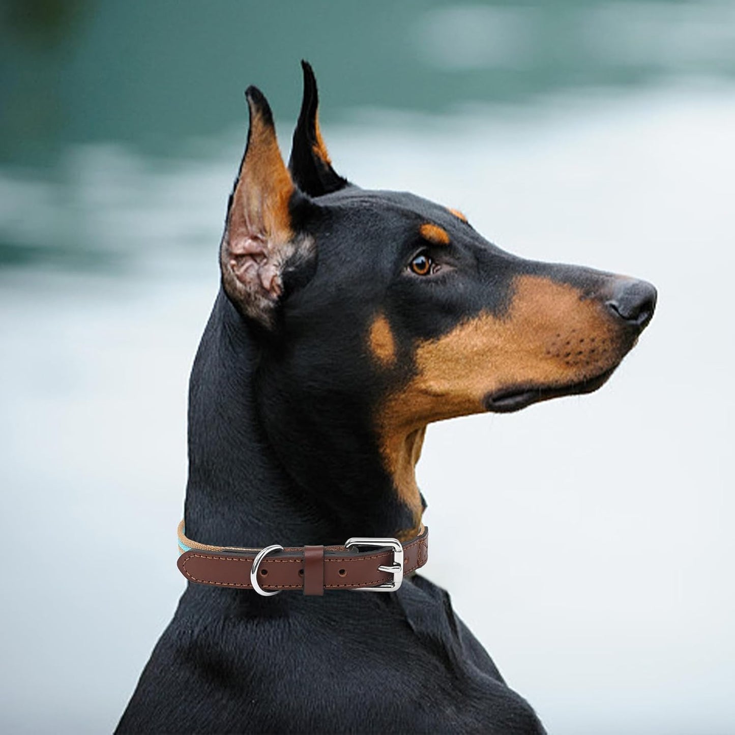 | Genuine Leather Dog Collar | Heavy Duty Canvas Dog Collars with Adjustable Rust-Proof Metal Pin Buckle | Boy Dog Collars for Medium Dogs(Pin Buckle-Turquoise Green)