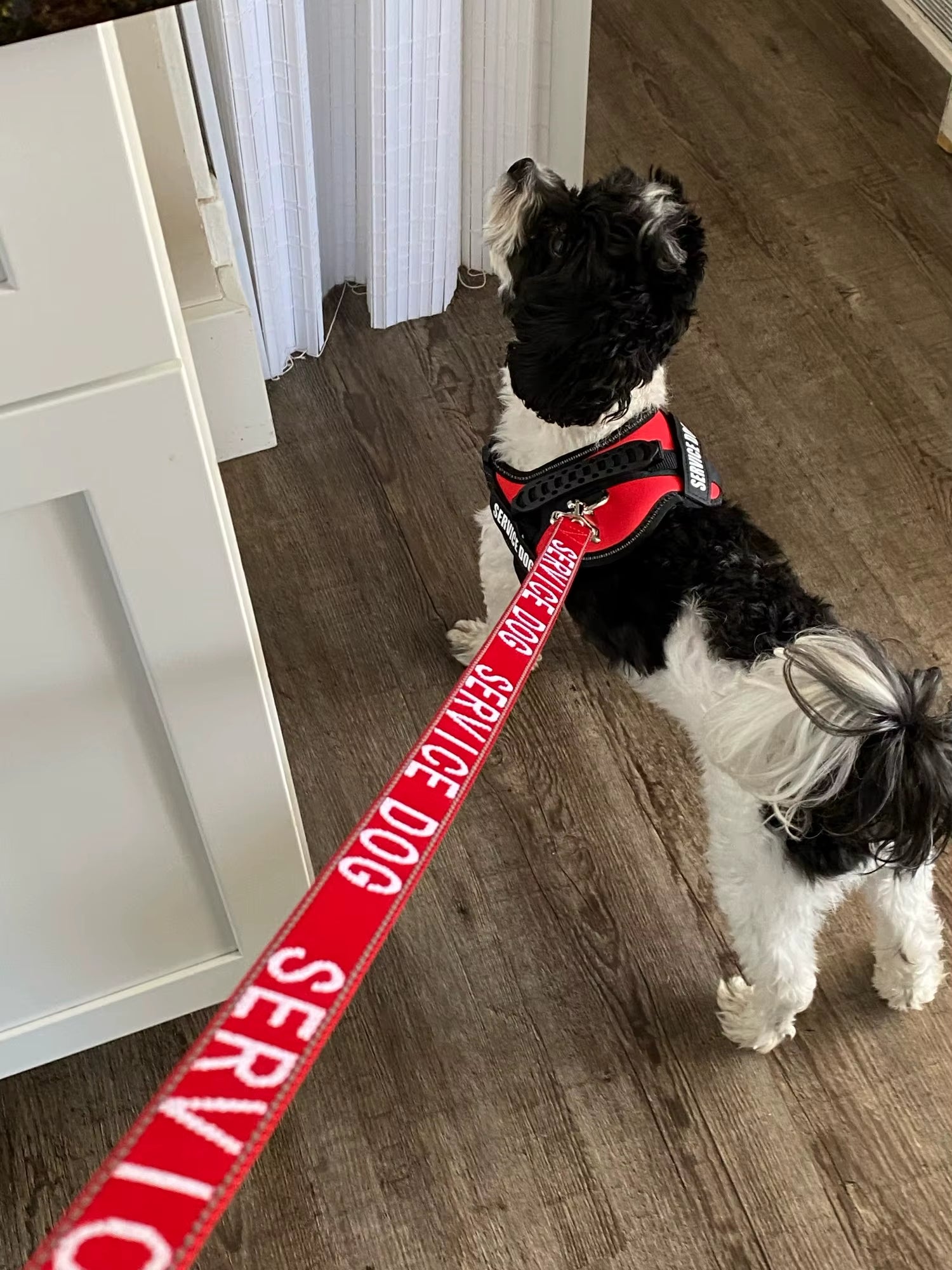 2.5*120Cm Service Dog Leash with Neoprene Handle, Animal Support, Embroidery Letter, Reflective Dog Lead