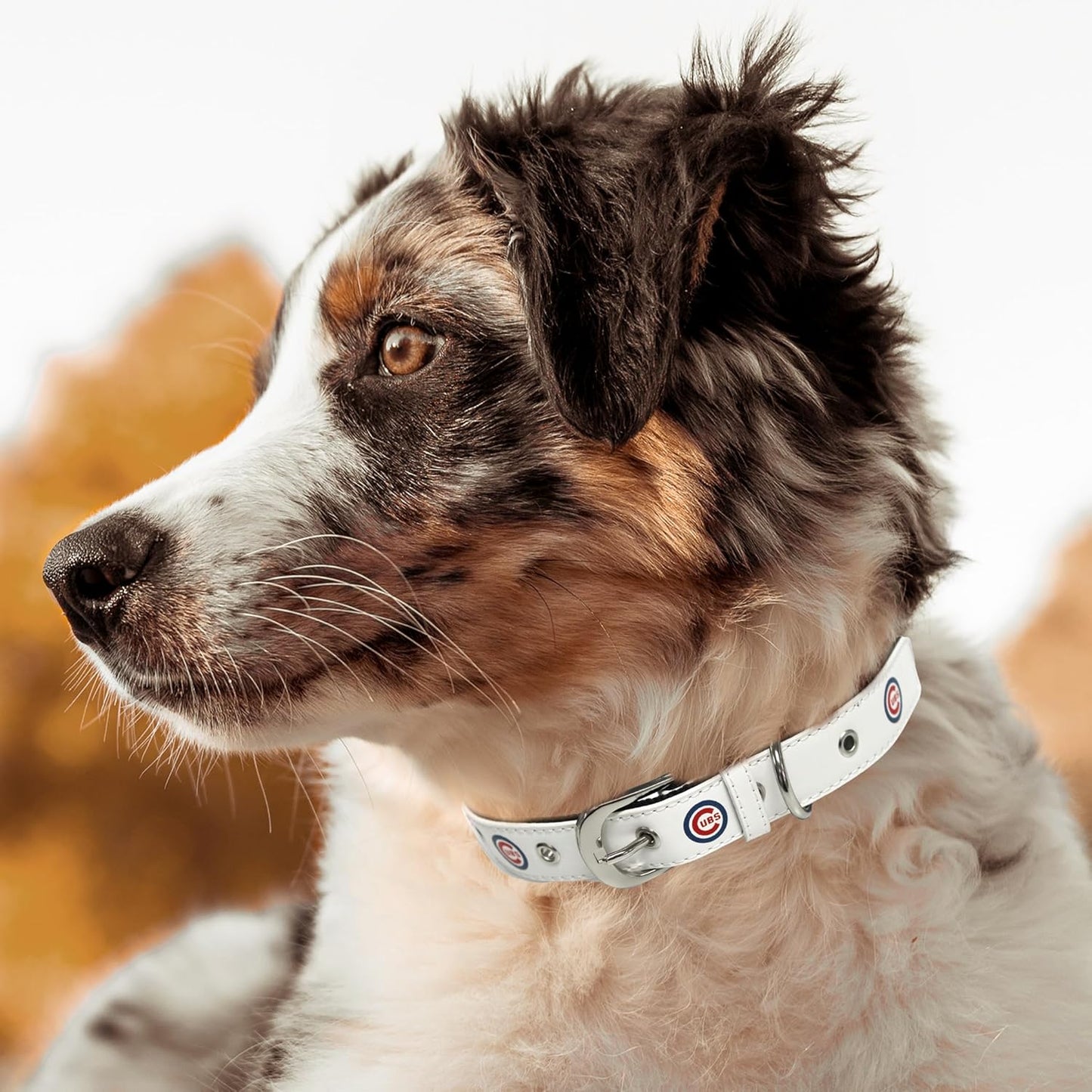MLB Dog Collar Chicago Cubs New Signature PRO Pvc-Leather Premium Pet Collars Extra Tough & Durable! Super Stylish! Size: Medium Adjustable 16-20" Length X 1" Width