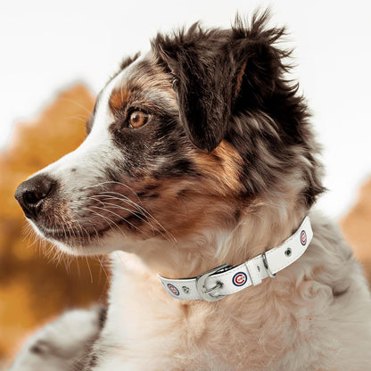 MLB Dog Collar Chicago Cubs New Signature PRO Pvc-Leather Premium Pet Collars Extra Tough & Durable! Super Stylish! Size: Medium Adjustable 16-20" Length X 1" Width