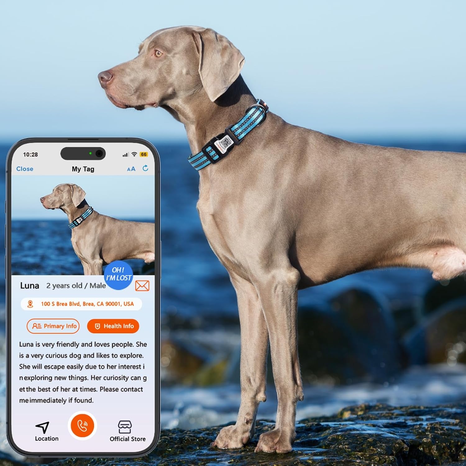 Reflective Dog Collar with QR Code Tag, Personalized Dog Collar, Safety Night Visibility, Anti-Loss Function (Blue, Medium)