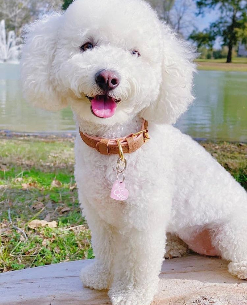 Genuine Leather Collar with Buckle for Dogs - Handmade, Adjustable & Soft - Brown | Light Pink - Medium (12.5-15.7 In)