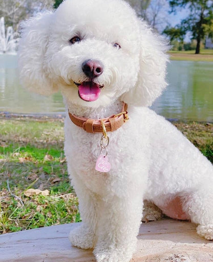 Genuine Leather Collar with Buckle for Dogs - Handmade, Adjustable & Soft - Brown | Light Pink - Medium (12.5-15.7 In)