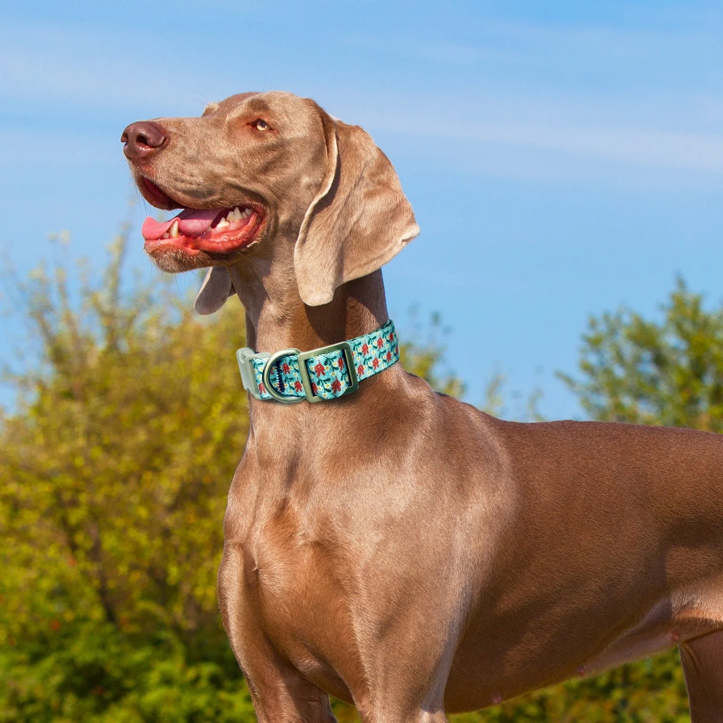 Cute Dog Collar, Cyan Flower Pattern, Soft Nylon Pet Collars for Small Medium Large Dogs, L