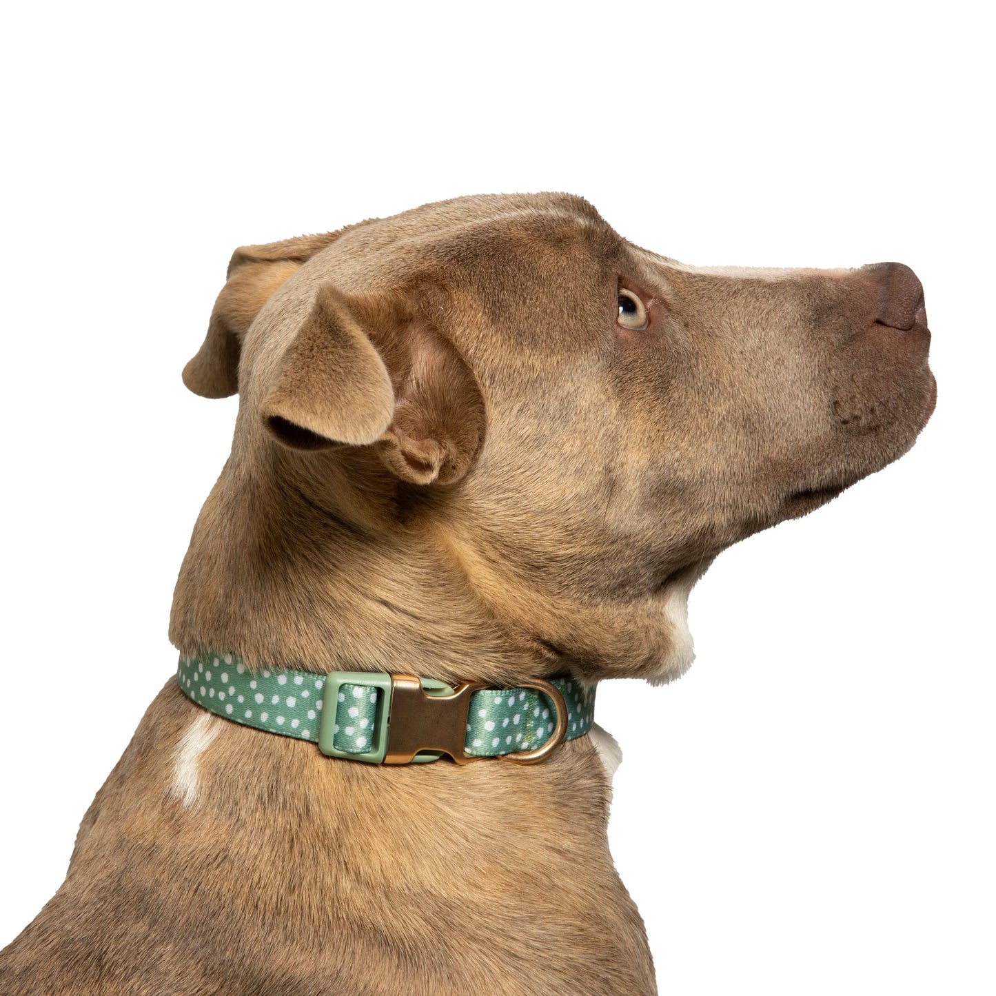 Polka Dot Print Fashion Dog Collar, Metal Buckle, Green, Small