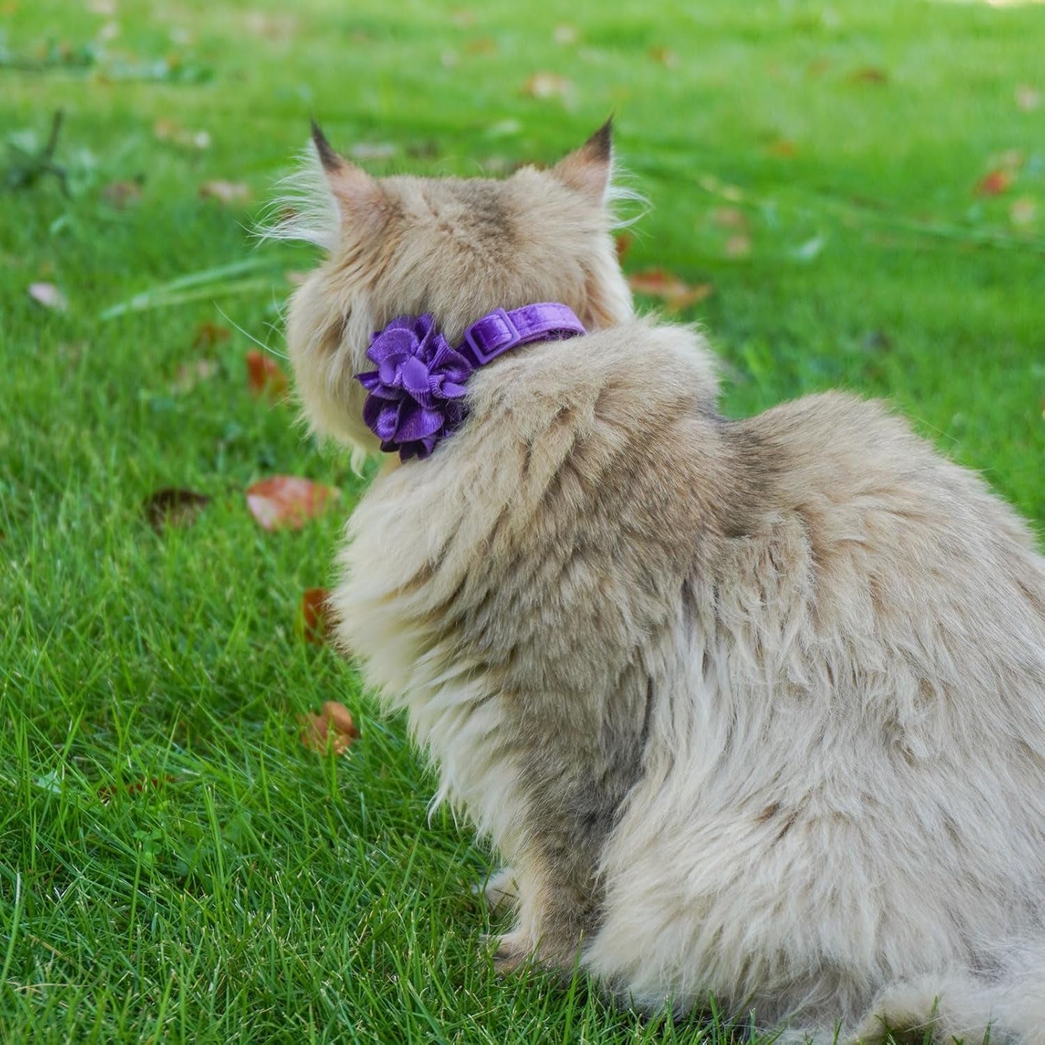 2 Pack Cat Collar Floral with Bell and Removable Flower Bowtie Breakaway Adjustable Velvet Fabric Cat Collar for Pets and Daily Decoration，Hot Pink & Purple
