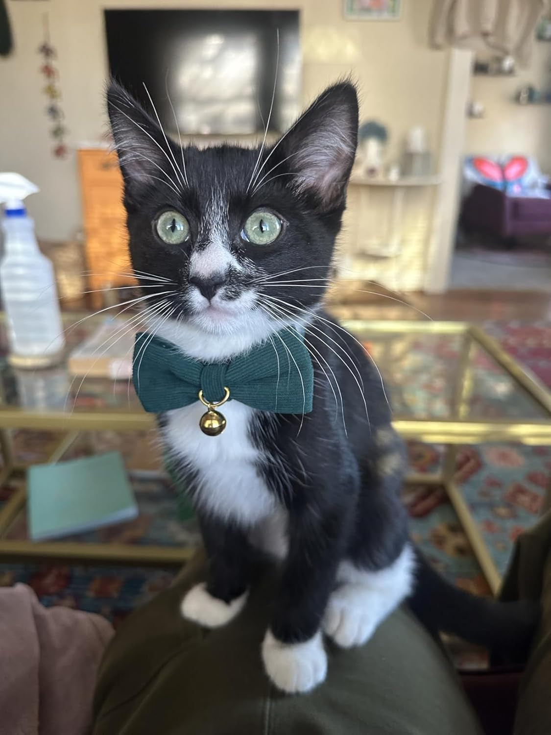 2 Pack Soft Corduroy Cat Collars with Bow Tie & Bell, Adjustable Breakaway Cotton Kitty Bowtie Collar for Girl Boy Kitten (Orange & Green)