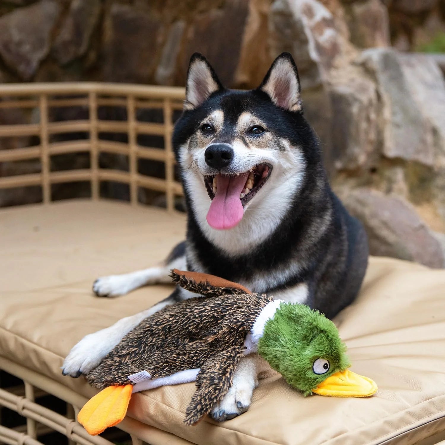 2-In-1 Fun Skin Stuffless Dog Squeaky Toy Pig & Wild Duck, Small