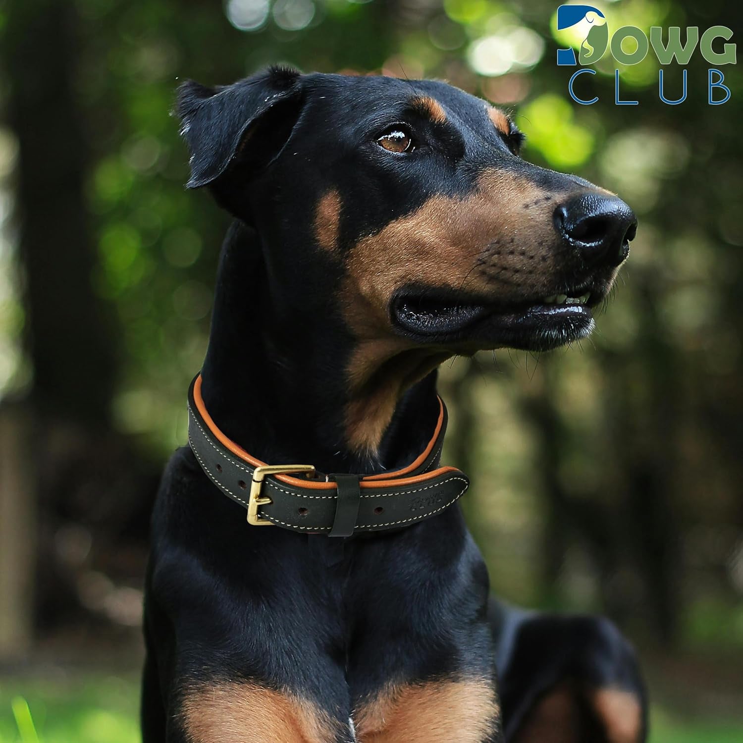 Genuine Leather Dog Collar | Full Grain, Heavy Duty, Comfortable, Padded, Strong | Best for Pups, Small, Medium, Large & XL Breeds (Medium (Fit Neck Size 14.5"-18.5"), Teal Green)