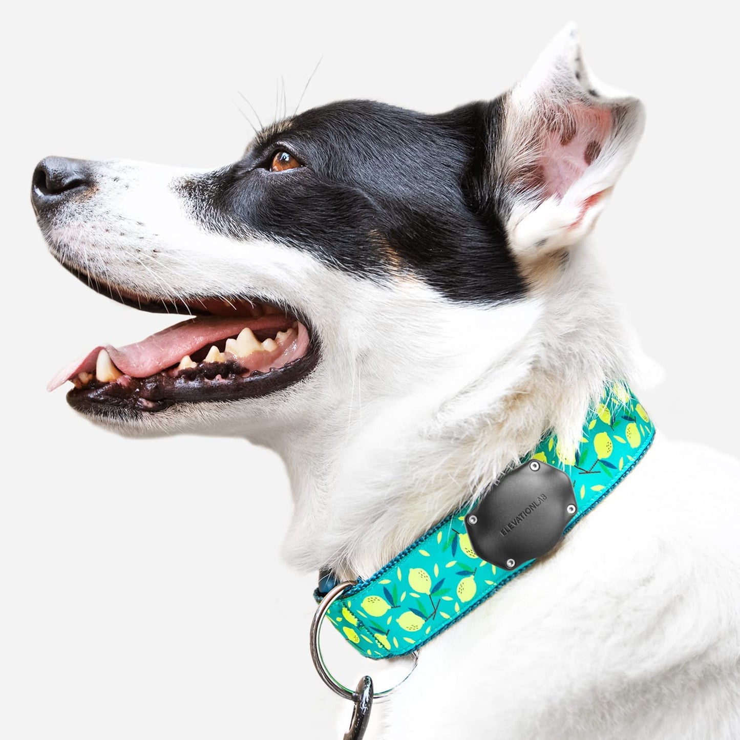 Airtag Dog Collar Holder - Tagvault™ - Secure Thru-Mount, IP69 Waterproof, Doesn'T Dangle, Fits All Width Collars