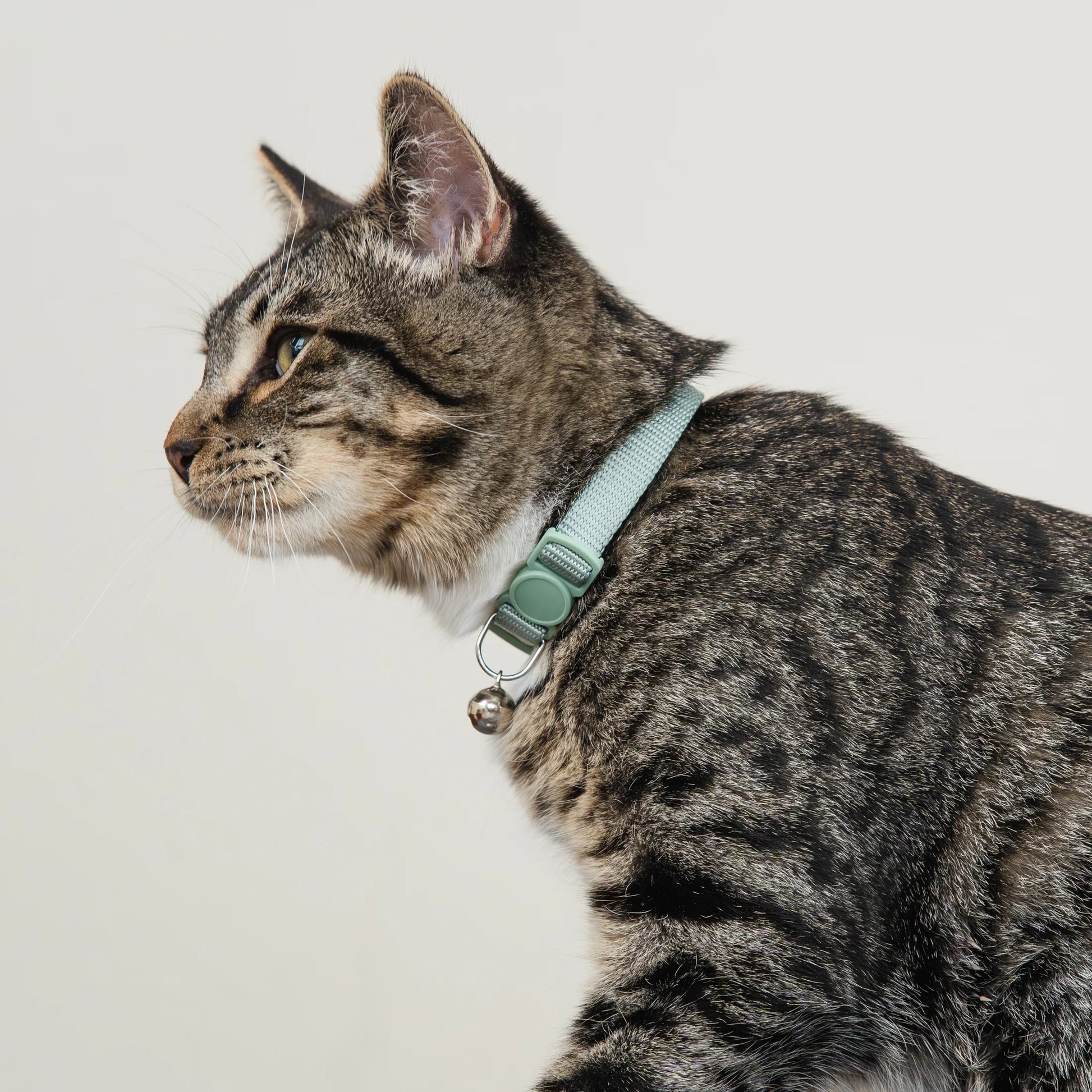 , Solid Breakaway Fashion Cat Collar, Sage, OS