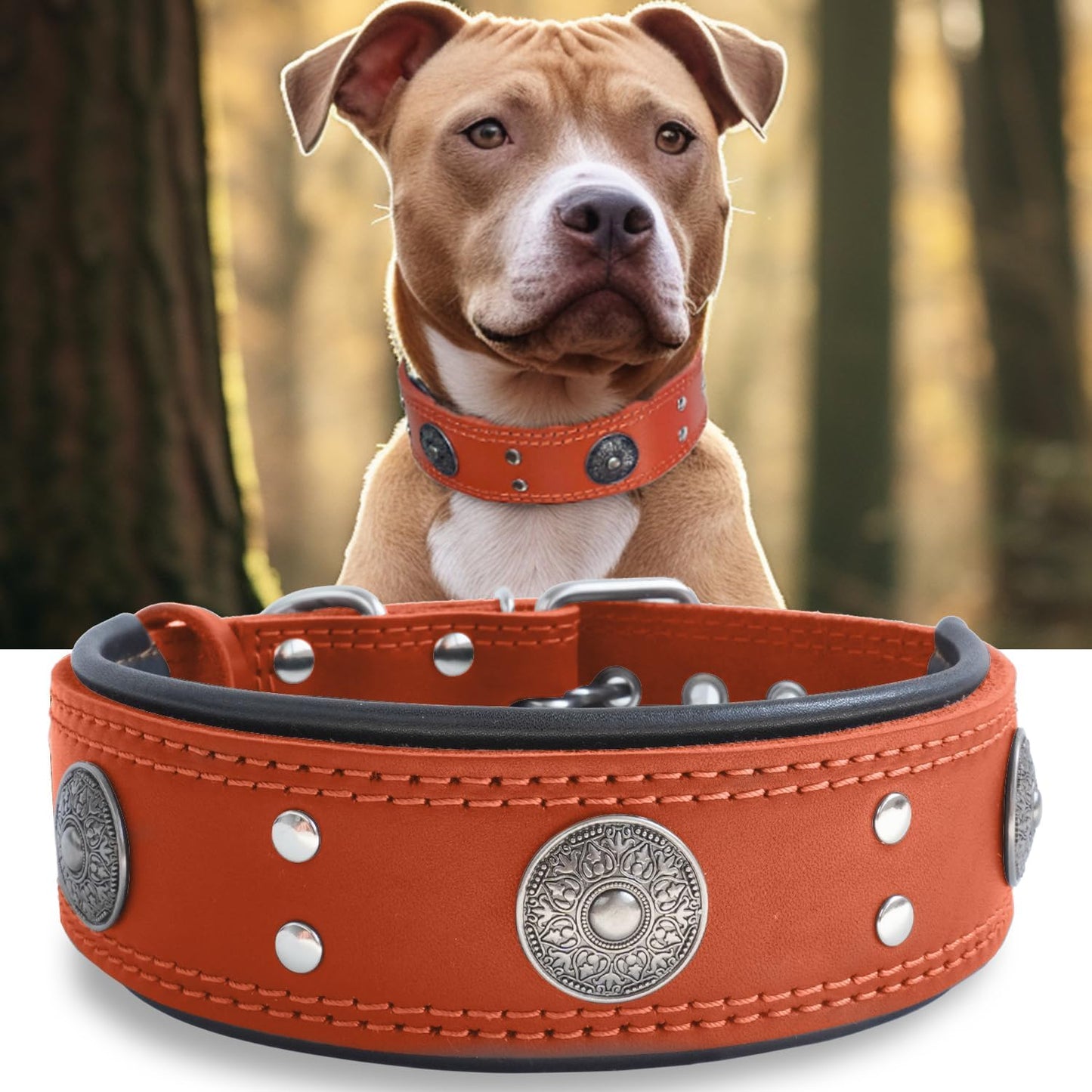 Leather Dog Collar, 2 Inches Wide Heavy Duty Genuine Leather Collars, Handmade, Soft, and Luxury, Eye-Catching Best Choice for Large and Medium Breed Dogs, Orange 18.5-22.5 In