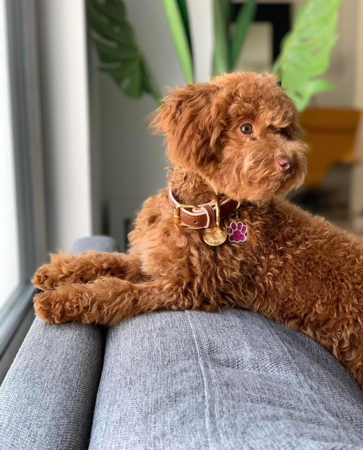 Genuine Leather Collar with Buckle for Dogs - Handmade, Adjustable & Soft - Brown | Light Pink - Medium (12.5-15.7 In)