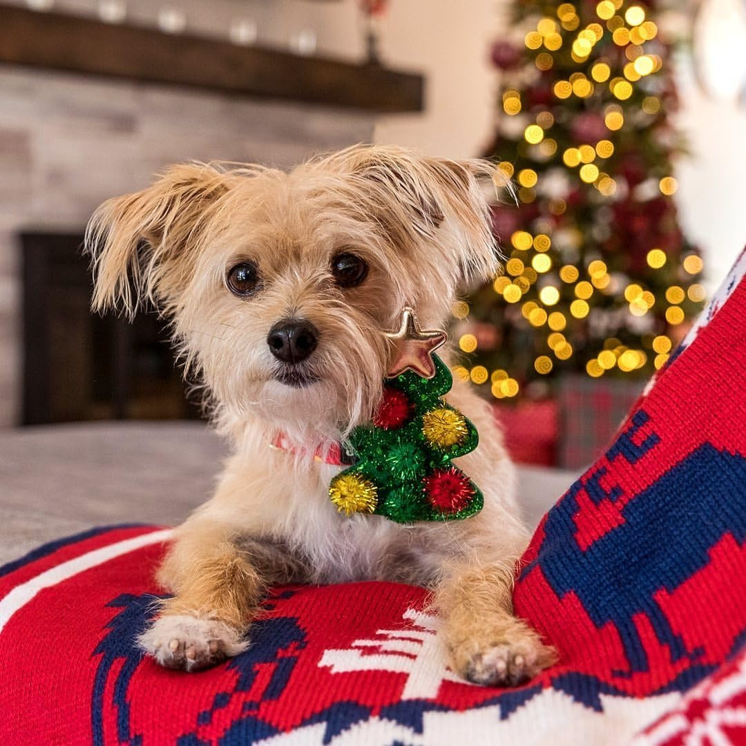 Polka Dots Christmas Dog Collar, Large, Adjustable 18"-26" Neck, Holiday Dog Collar with Bow for Large Dogs