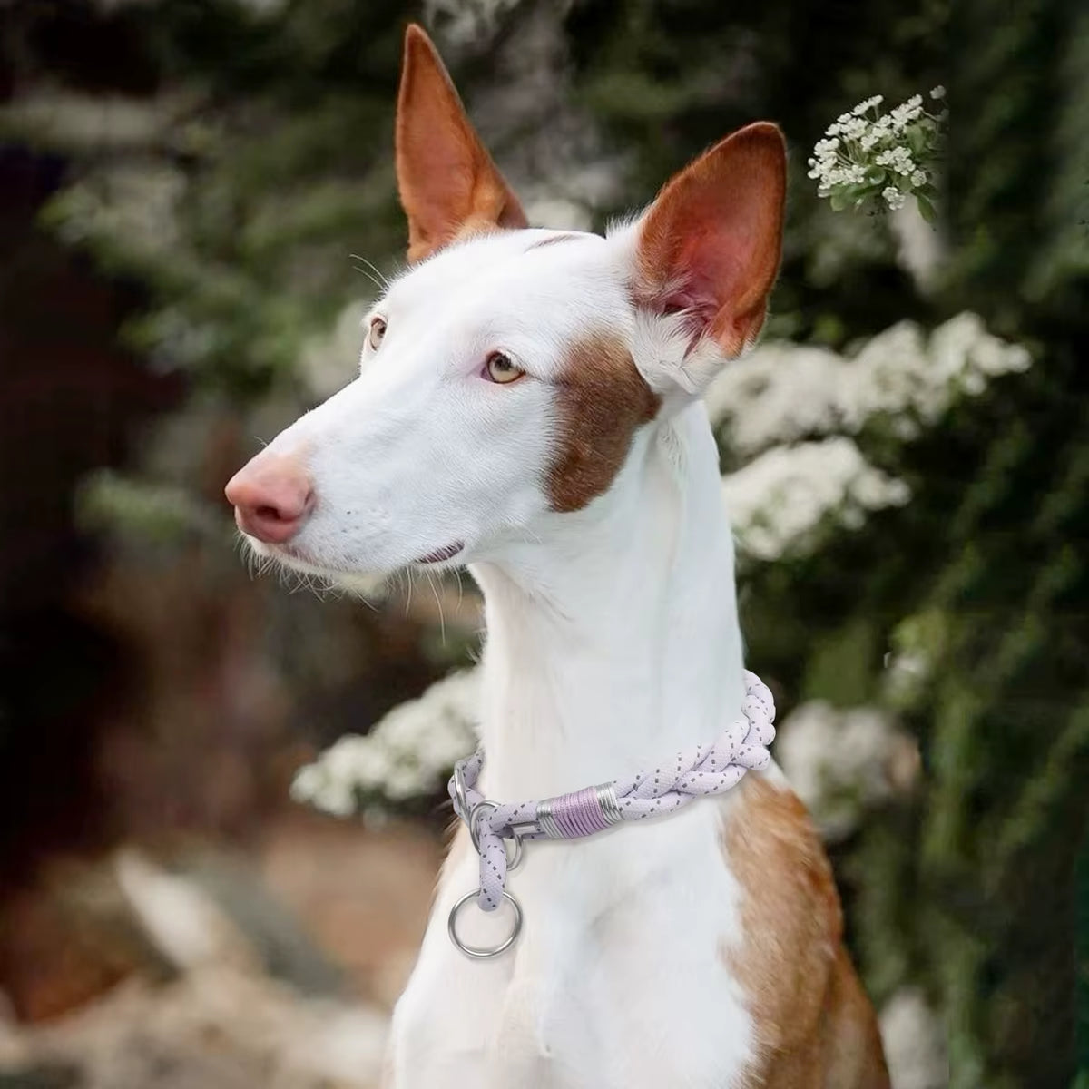 Braid Twisted Design Collar for Dog Strong Solid with Reflective Effect Pet Collars Sky Blue and Pink Colors New Training Collar