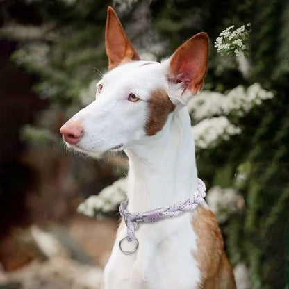 Braid Twisted Design Collar for Dog Strong Solid with Reflective Effect Pet Collars Sky Blue and Pink Colors New Training Collar