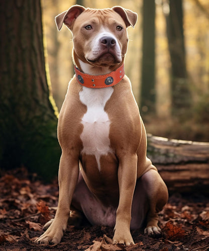 Leather Dog Collar, 2 Inches Wide Heavy Duty Genuine Leather Collars, Handmade, Soft, and Luxury, Eye-Catching Best Choice for Large and Medium Breed Dogs, Orange 18.5-22.5 In