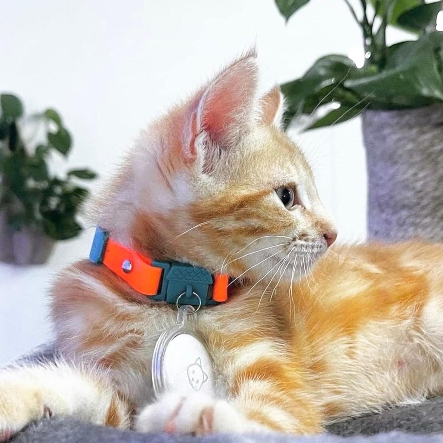 Tangerine Cat Collar with Bell. Breakaway Collar. Won'T Rub Fur. Lightweight, Soft & Comfy