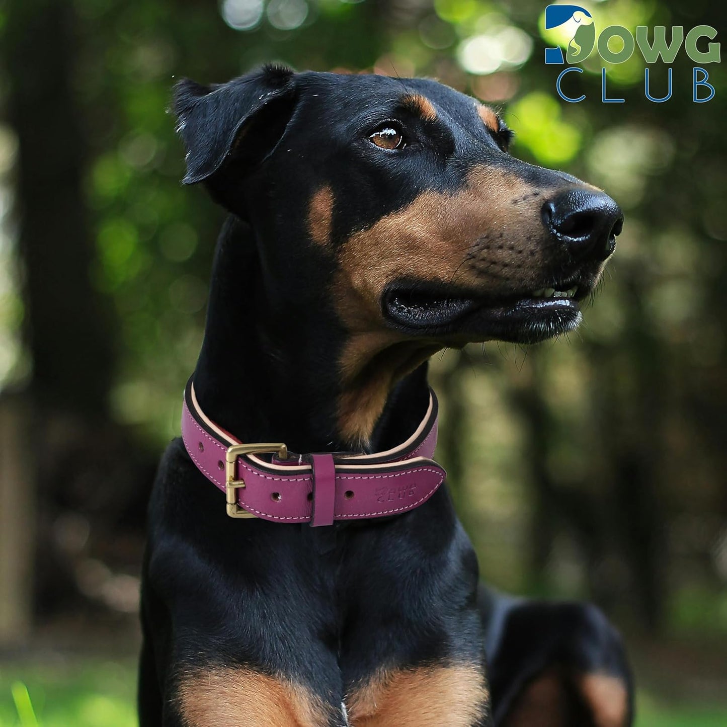 Genuine Leather Dog Collar | Full Grain, Heavy Duty, Comfortable, Padded, Strong | Best for Pups, Small, Medium, Large & XL Breeds (Small (Fit Neck Size 11.5"-14.5"), Dark Pink)