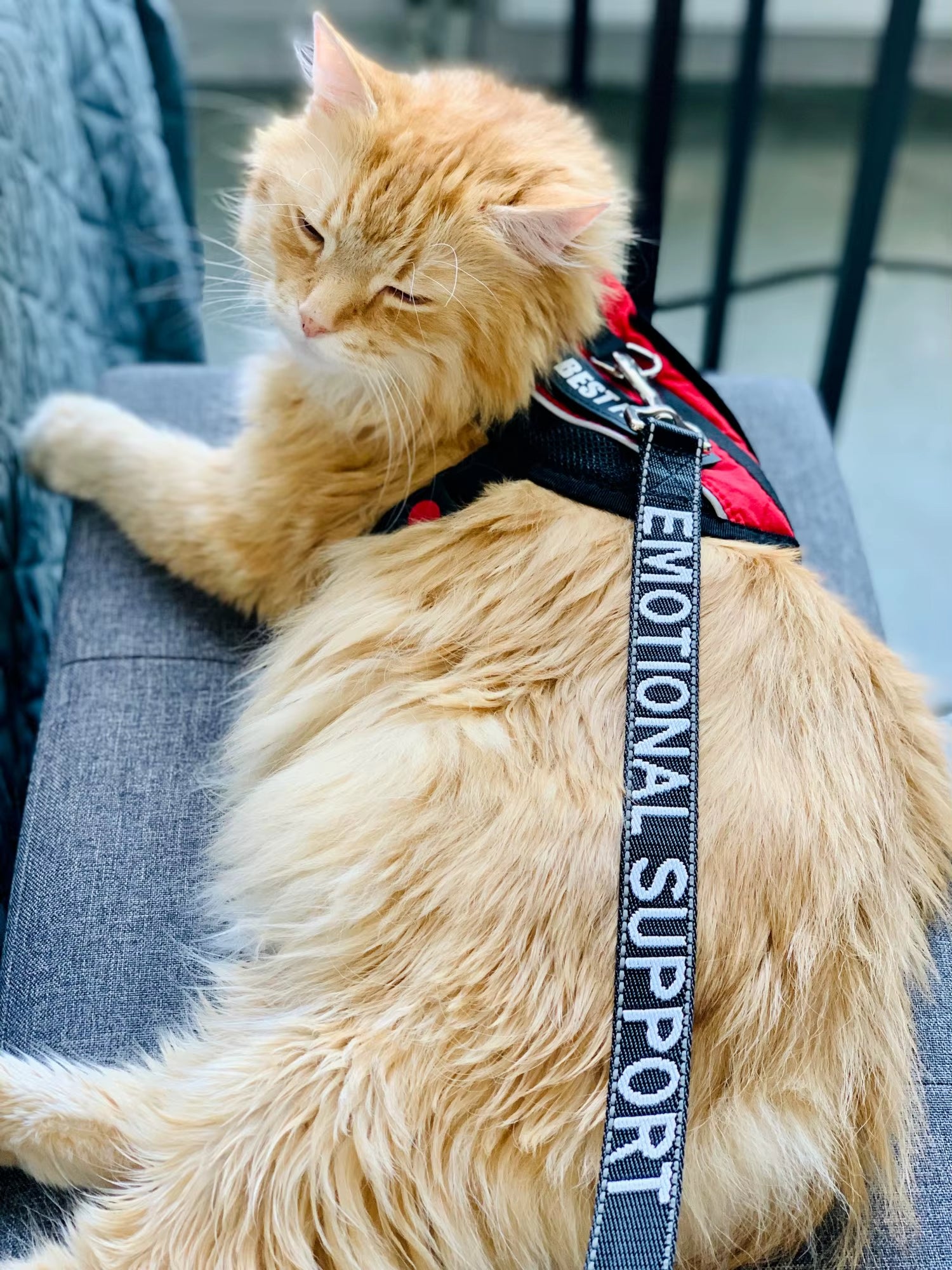 2.5*120Cm Service Dog Leash with Neoprene Handle, Animal Support, Embroidery Letter, Reflective Dog Lead