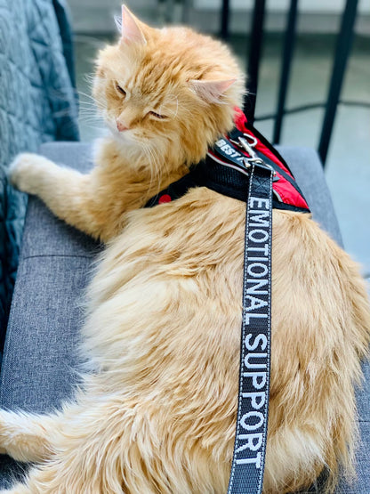 2.5*120Cm Service Dog Leash with Neoprene Handle, Animal Support, Embroidery Letter, Reflective Dog Lead
